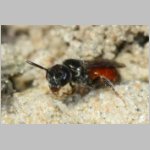 Sphecodes crassus - Blutbiene w003b 4mm - OS-Hasbergen Lehmhuegel det.jpg